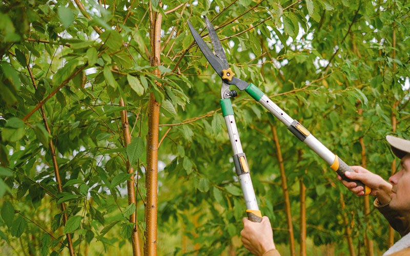 Tree trimming in Ryderwood, WA