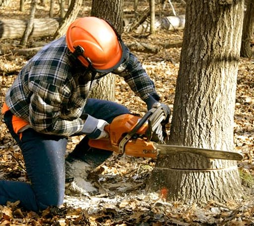 Tree Removal in Ryderwood, WA